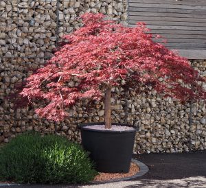 erable japonais jardinerie pays-de-gex décoration de jardin acer japonicum palmatum paysagiste plantation