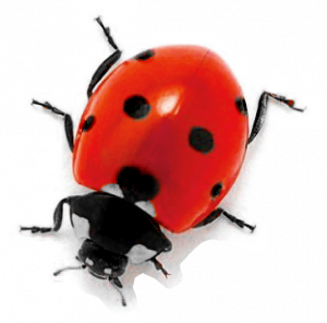 Logo paysagiste pays de gex coccinelle