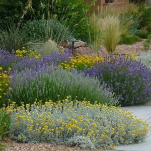 plantations massif vivaces jaune et violet entretien jardin jardinier paysagiste pays de gex divonne ferney cessy thoiry péron st jean collonges