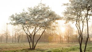 arbres palissés rideau fruitiers légèreté compositeur végétale architecte paysagiste plantations massif de fleurs vivaces arbustes jardinier paysagiste pays-de-gex