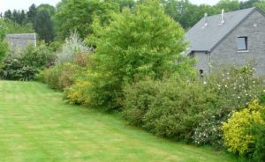 plantation haie indigène fleurie arbustes pays de gex paysagiste jardinier entretien