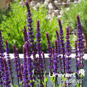 plantation massif de fleurs composition végétale pays-de-gex univert jardin (3)