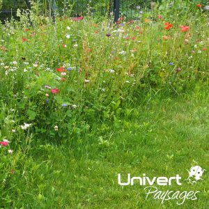 plantation semi prairie fleuri abeilles fleurs champ jachère melifère univert pays-de-gex jardinier paysagiste (2)