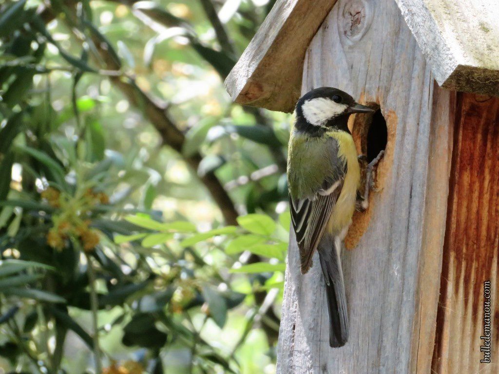 nichoir mésange pays-de-gex jardin oiseaux abeilles hôtel-à