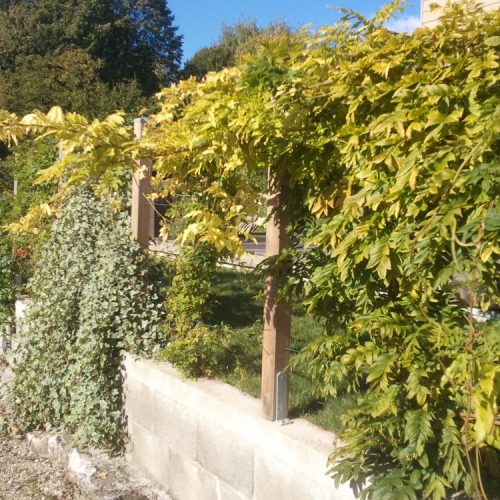 Clôture fils tendus avec plantes grimpantes jardin écologique clématites chevrefeuille paysagiste plantation jardin pays-de-ge