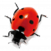 Logo paysagiste pays de gex coccinelle