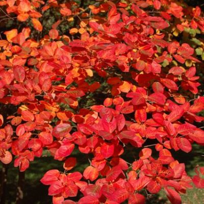 amelanchier