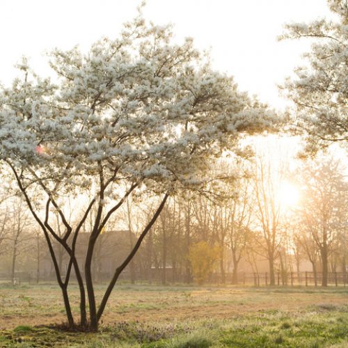 arbres palissés rideau fruitiers légèreté compositeur végétale architecte paysagiste plantations massif de fleurs vivaces arbustes jardinier paysagiste pays-de-gex