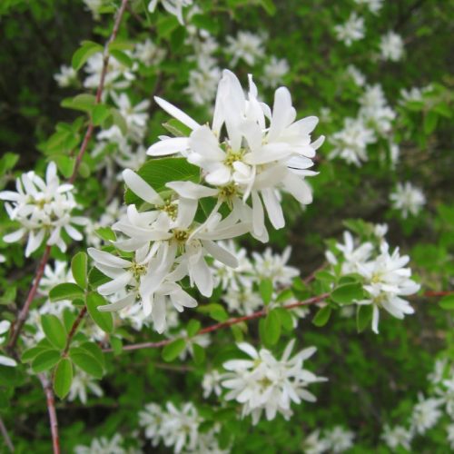 plantation arbre arbuste plantes vivaces fleurs jardin paysagiste jardinier pays de gex